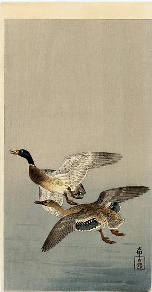 Shoson Ohara: Two mallard ducks in flight above the water - Japanese Art Open Database