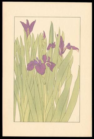 Sugiura Hisui: Dutch Iris - Japanese Art Open Database