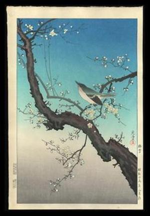 Tsuchiya Koitsu: Plum Nightingale- Oban - Japanese Art Open Database