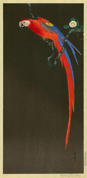 Tsuruoka Kakunen: Macaw on Flowering Branch - Japanese Art Open Database