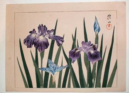 無款: Iris 1 - Japanese Art Open Database