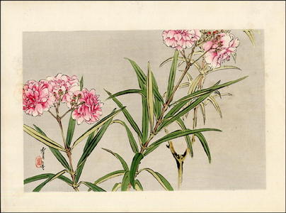 Watanabe Seitei: Orchids - Japanese Art Open Database