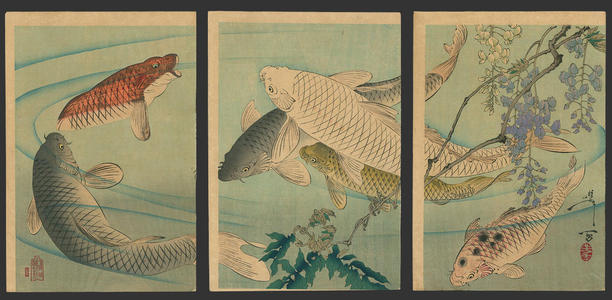 Tsukioka Yoshitoshi: Untitled- Koi swimming beneath wisteria - Japanese Art Open Database