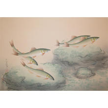 大野麦風: Ayu- Sweetfish — 鮎 - Japanese Art Open Database