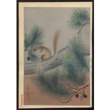 大野麦風: Squirrel in a pine tree - Japanese Art Open Database