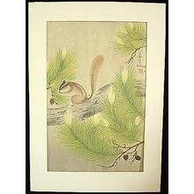 大野麦風: Squirrel in a pine tree - Japanese Art Open Database