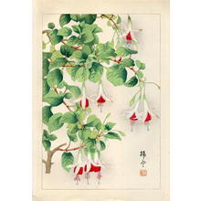 Chigusa Soun: Hanging Fuchsias - Japanese Art Open Database