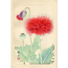 Chigusa Soun: Spider Poppies - Japanese Art Open Database