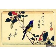 歌川広重: Bird and flower 2 — 椿と小鳥 - Japanese Art Open Database