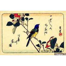 Ando Hiroshige, 歌川広重 (Hiroshige 1 Ando (歌川広重))による浮世絵「Bird and flower 2 — 椿と小鳥」