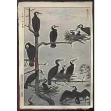 笠松紫浪: Gathering of Sea Cormorants - Japanese Art Open Database