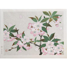 Kato Shinmei: Cherry blossoms - Japanese Art Open Database
