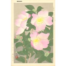 Mukai Kuma: Sasanqua- camellia - Japanese Art Open Database