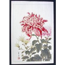 Nishimura Hodo: Unknown Pink Cjrysanthemum - Japanese Art Open Database