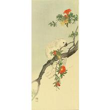 織田一磨: A parakeet perched on a pomegranate branch - Japanese Art Open Database