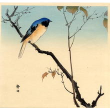 静湖: Bluebird and Fruiting Maple - Japanese Art Open Database