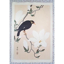 Shoson Ohara: Myna bird- Indian Hill Minor and Magnolia - Japanese Art Open Database