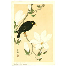 Shoson Ohara: Myna bird- Indian Hill Minor and Magnolia - Japanese Art Open Database
