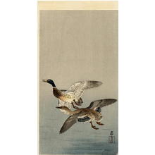 Shoson Ohara: Two mallard ducks in flight above the water - Japanese Art Open Database