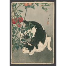 Shotei Takahashi: Black Cat And Tomato Plant - Japanese Art Open Database