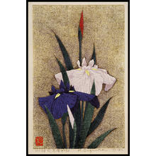 Sugiura Kazutoshi: Iris No 93 — 花菖蒲 No 93 - Japanese Art Open Database