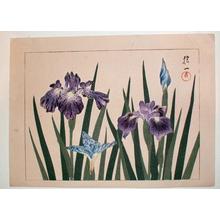 Unknown: Iris 1 - Japanese Art Open Database