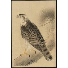 無款: Hawk - Japanese Art Open Database