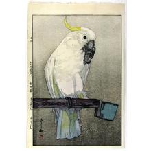 Yoshida Hiroshi: Kibatan Parrot - Sulphur-crested Cockatoo - Japanese Art Open Database