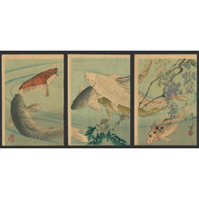Tsukioka Yoshitoshi: Untitled- Koi swimming beneath wisteria - Japanese Art Open Database