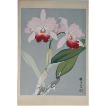 Zuigetsu Ikeda: Orchid 1 - Japanese Art Open Database
