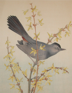 Unknown: Bird and Forsythia - Ronin Gallery