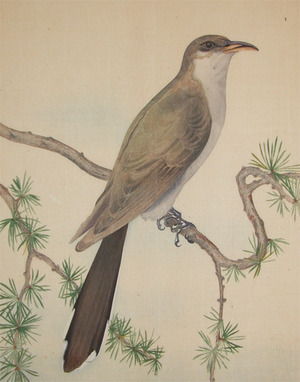 Unknown: Bird on a Pine Branch - Ronin Gallery