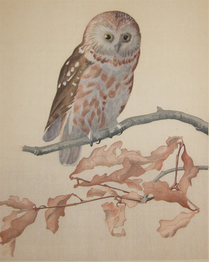 Unknown: Spotted Owl on Branch - Ronin Gallery