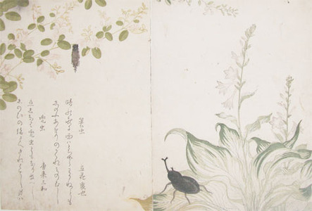 Kitagawa Utamaro: Bag Worm and Horned Scarab Beetle - Ronin Gallery
