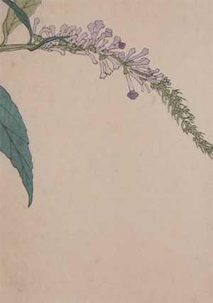 Japanese Print "Wisteria" by Unknown, 無款 (null)