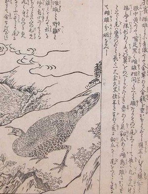 Morikuni: Peacock in the Mountains - Ronin Gallery