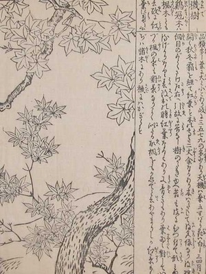 Morikuni: Japanese Maple Tree - Ronin Gallery