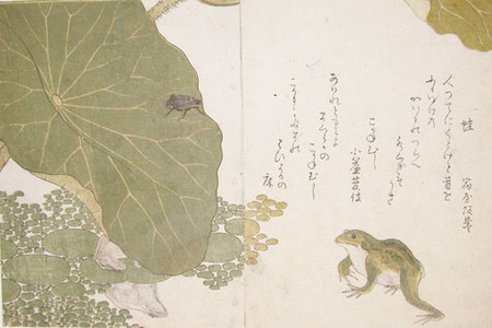 Kitagawa Utamaro: Frog and Gold Beetle - Ronin Gallery