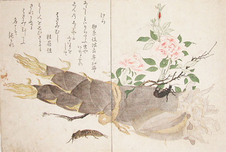 Kitagawa Utamaro: Mole Cricket and Earwig - Ronin Gallery