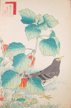 Sugakudo: Kurotsugumi and Chinese Lantern Plant - Ronin Gallery