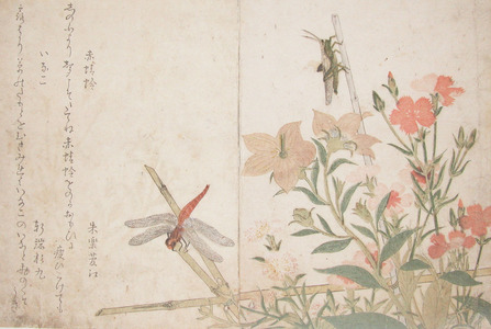 Kitagawa Utamaro: Red Dragonfly and Locust - Ronin Gallery