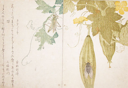 喜多川歌麿: Grasshopper and Cicada - Ronin Gallery