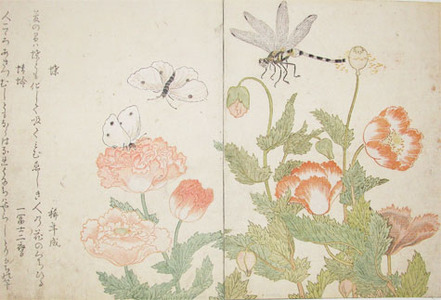 Kitagawa Utamaro: Butterfly and Dragonfly - Ronin Gallery