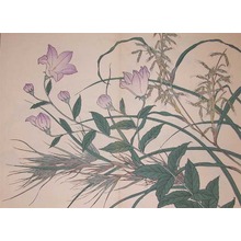 Sakai Hoitsu: Balloon Flower and Reed Grass - Ronin Gallery
