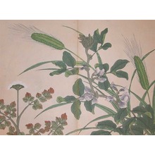 酒井抱一: Barley, Broad Bean Flower and Parsley Flower - Ronin Gallery