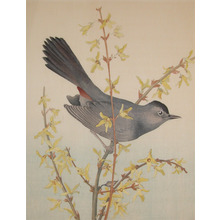 Unknown: Bird and Forsythia - Ronin Gallery