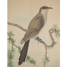 Unknown: Bird on a Pine Branch - Ronin Gallery