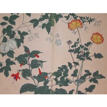Sakai Hoitsu: Golden Tickseed、Fuchsia and Ballon Vine - Ronin Gallery