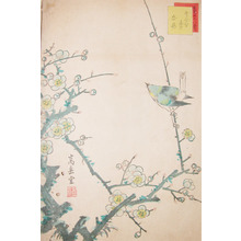 Sugakudo: Bush Warbler and White Plum Blossoms - Ronin Gallery