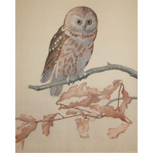 Unknown: Spotted Owl on Branch - Ronin Gallery